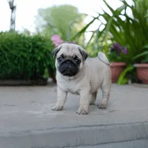 Pug Puppy for Sale | Know More about Pug dog Price in 2026 in UAE