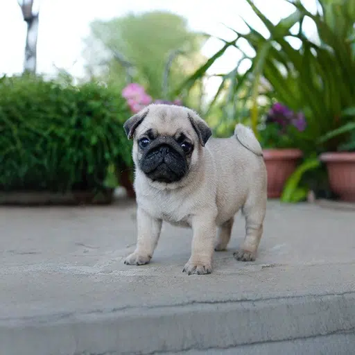 Pug Puppy for Sale in UAE