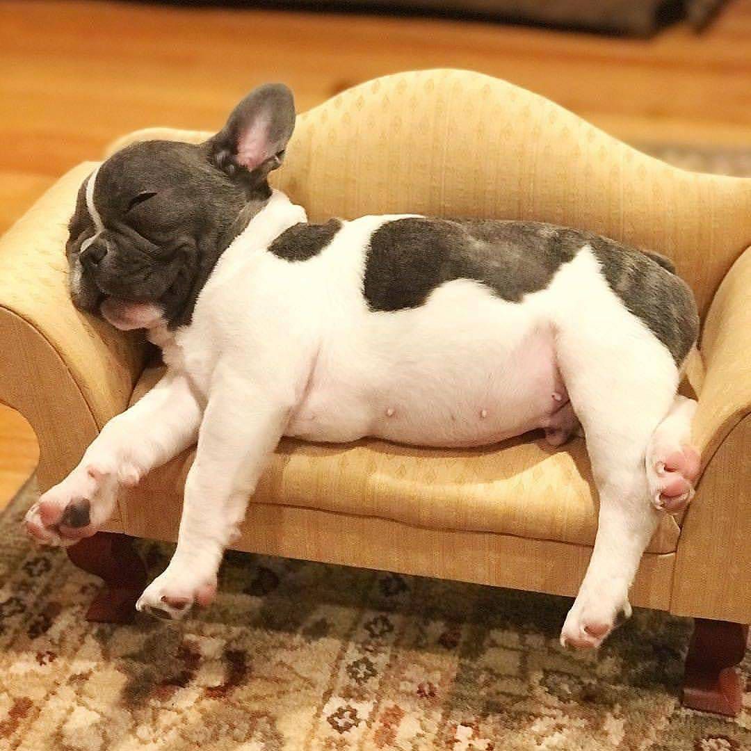 best small dogs for apartments