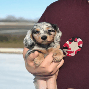 Dachshund Puppies | Dachshund Dog | Dachshund Puppy | Dachshund Dog Price | Dachshund Puppies for Sale