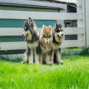 Alaskan Malamute Puppy | Malamute Puppy | Alaskan Malamute Dog | Buy Now Malamute Puppy for Sale in UAE