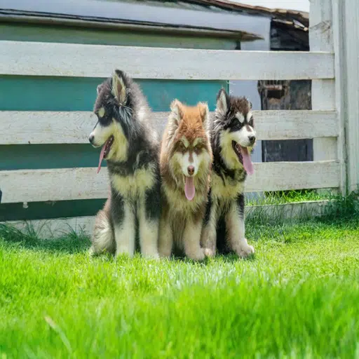 Alaskan Malamute Puppy | Malamute Puppy | Alaskan Malamute Dog | Buy Now Malamute Puppy for Sale in UAE