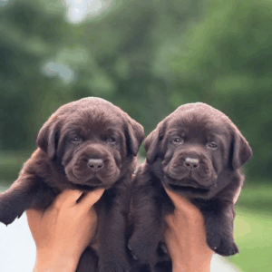 Labrador Retriever | Labrador Puppy | Labrador Dog | Labrador Dog Price