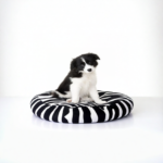 Border Collie Puppy | Border Collie Price | Border Collie Dog | Border Collie Puppy for Sale | Border Collie Puppies for Sale