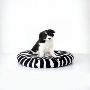 Border Collie Puppy | Border Collie Price | Border Collie Dog | Border Collie Puppy for Sale | Border Collie Puppies for Sale