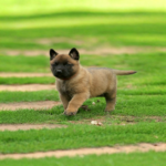 Belgian Malinois for Sale | Belgian Malinois Price | Belgian Malinois Puppy | Belgian Malinois Dog