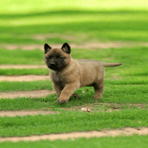 Belgian Malinois for Sale | Belgian Malinois Price | Belgian Malinois Puppy | Belgian Malinois Dog