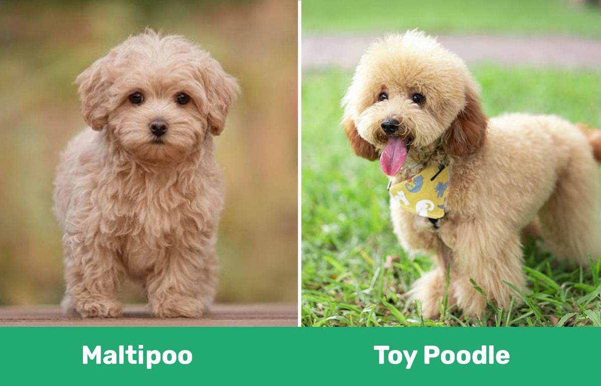 Poodle vs Maltipoo sitting side by side for breed comparison