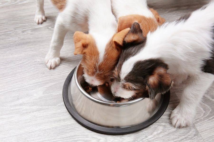 how to raise a healthy and happy puppy