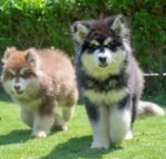 Giant Alaskan Malamute Puppy for Sale in Dubai – 12 Weeks Old – Massive & Majestic