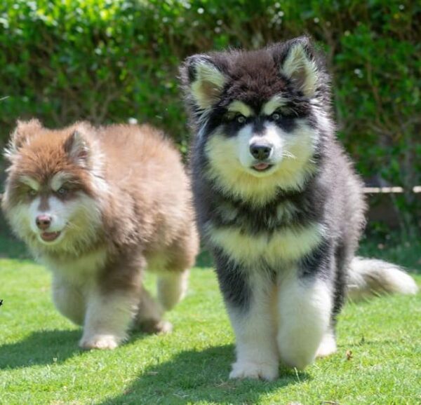 Giant Alaskan Malamute Puppy for Sale in Dubai – 12 Weeks Old – Massive & Majestic