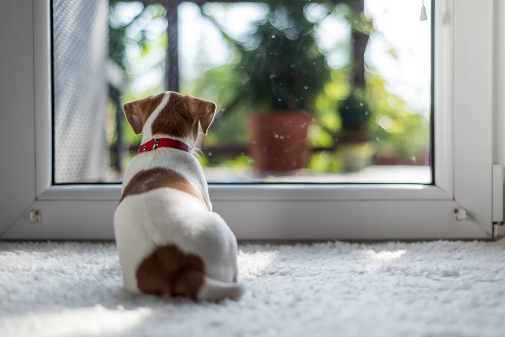 how to puppy-proof your home safely in the UAE