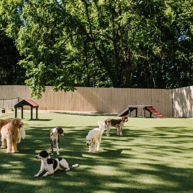 puppy friendly parks in UAE where dogs can play safely