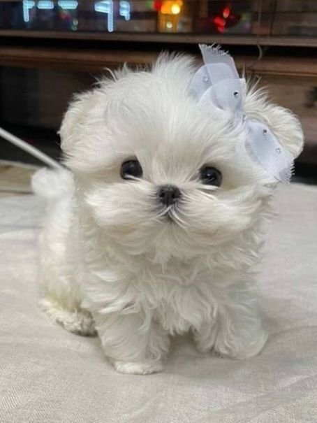 cost of owning a puppy in the UAE