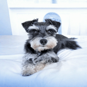 Miniature Schnauzer | Miniature Schnauzer Puppies | Miniature Schnauzer Dogs