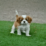 Cavalier King Charles Puppy for Sale | Cavalier King Charles Puppy | Cavalier King Charles Dog for Sale