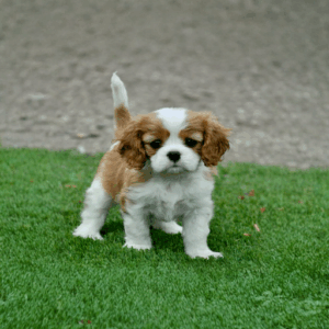 Cavalier King Charles Puppy for Sale | Cavalier King Charles Puppy | Cavalier King Charles Dog for Sale