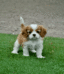 Cavalier King Charles Puppy for Sale | Cavalier King Charles Puppy | Cavalier King Charles Dog for Sale