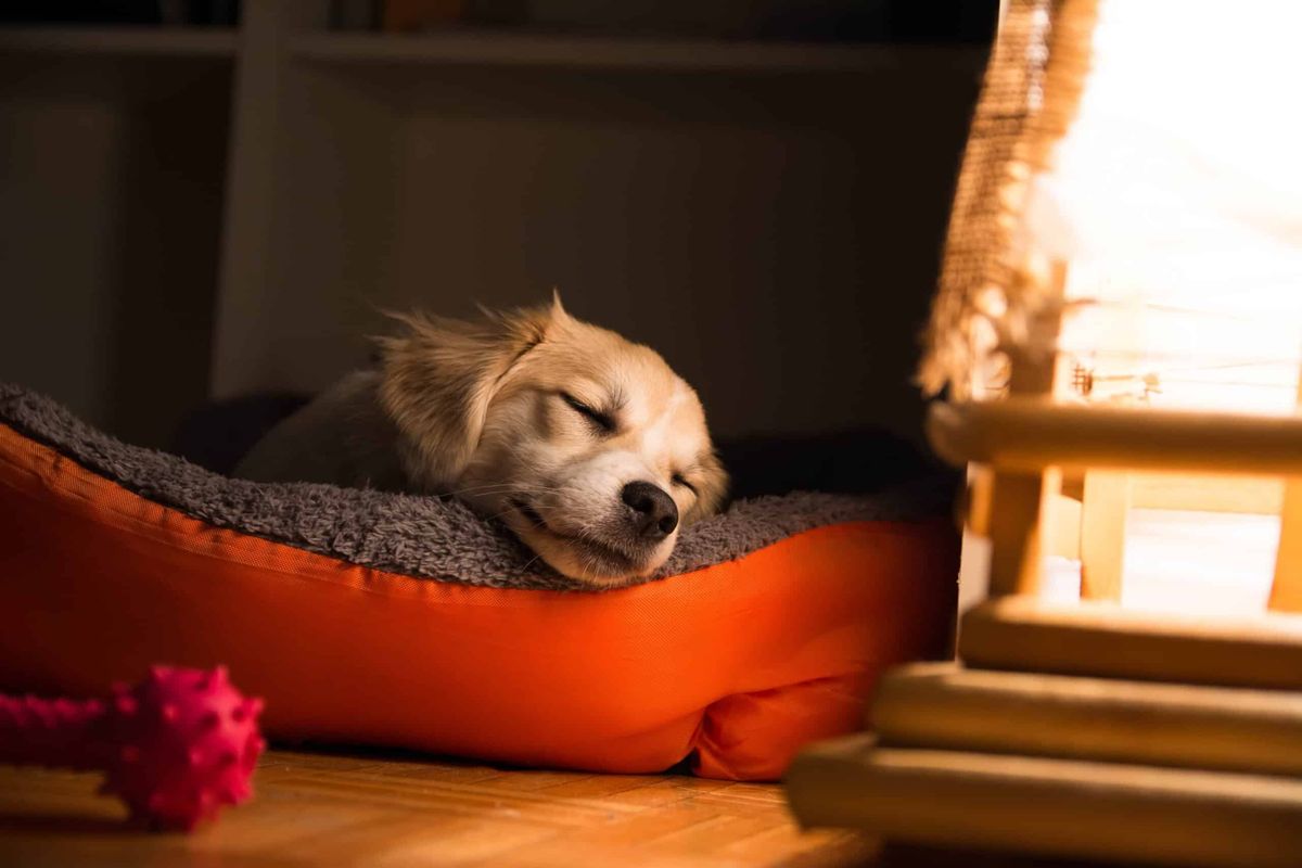 how to train a puppy to sleep through the night