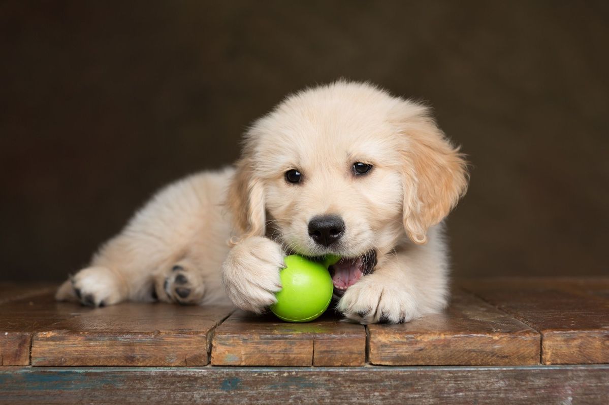 how to stop puppy biting