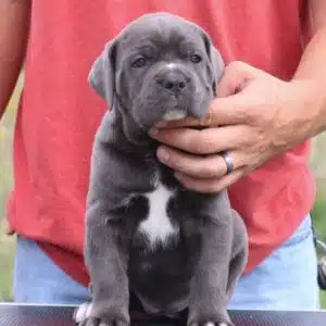 Cane Corso Puppy for Sale in UAE | Book now Cane Corso dog in 2025
