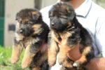 German Shepherd Puppy for Sale in Dubai – 8 Weeks Old – Strong, Smart & Vaccinated