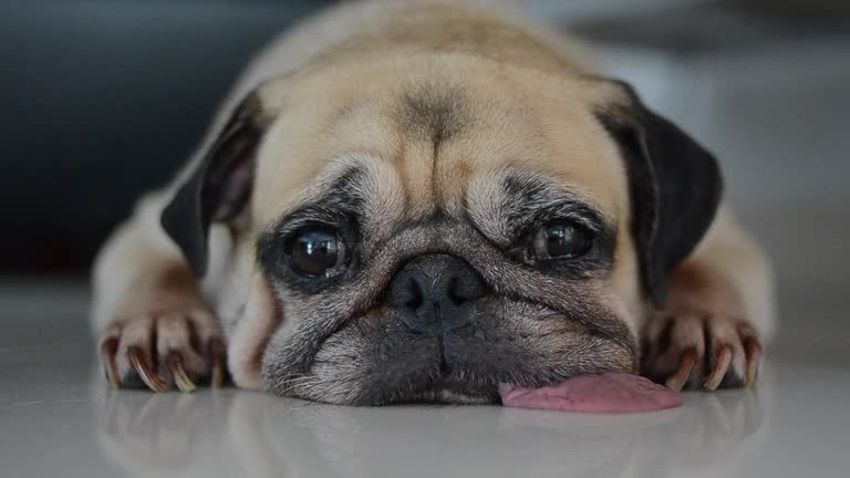 Why is my puppy crying