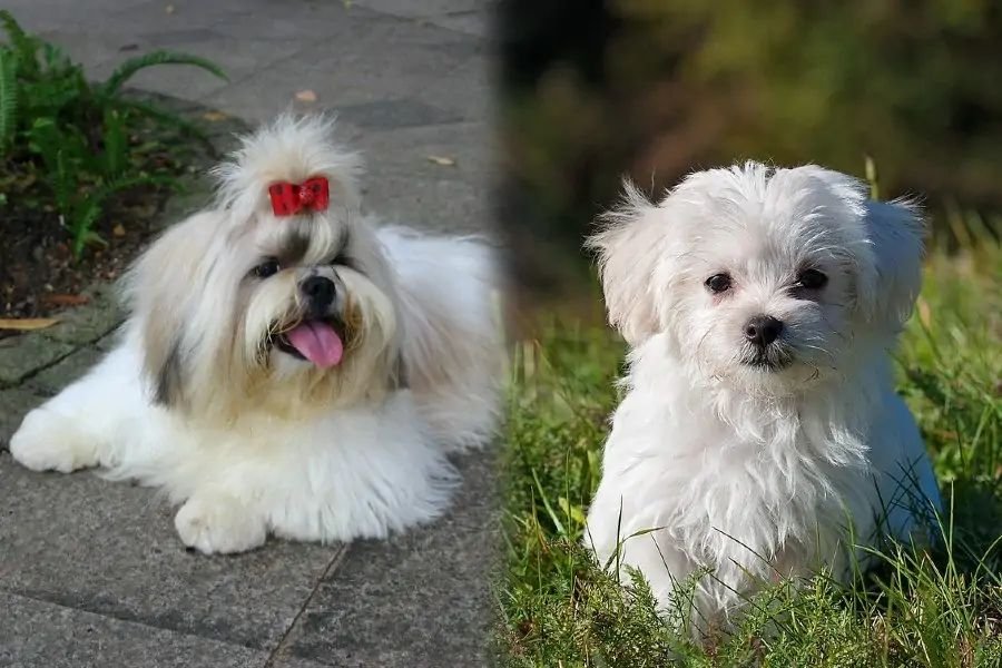 Shih Tzu vs Maltese side-by-side comparison for dog owners in UAE