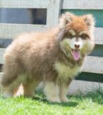 Giant Alaskan Malamute Puppy for Sale in Dubai – 12 Weeks Old – Massive & Majestic