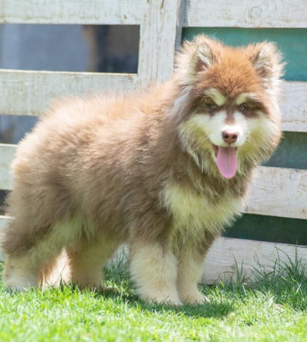 Giant Alaskan Malamute Puppy for Sale in Dubai – 12 Weeks Old – Massive & Majestic