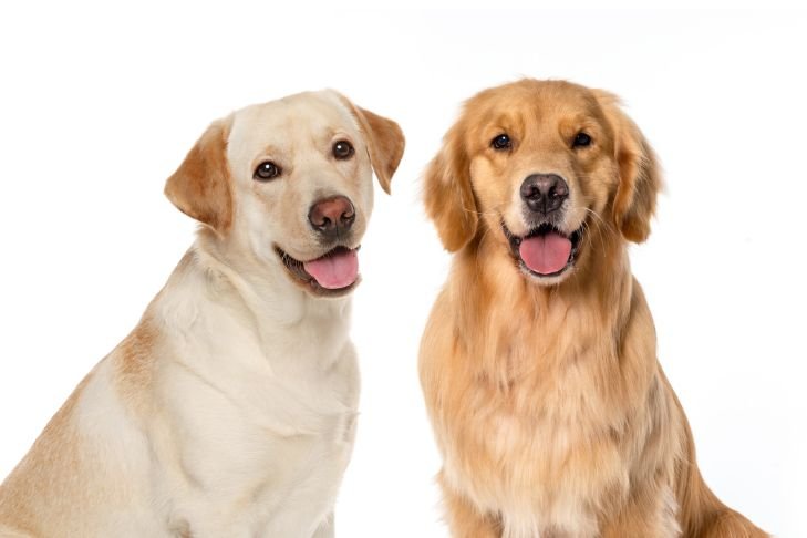 Golden Retriever vs Labrador Retriever comparison image for UAE dog owners
