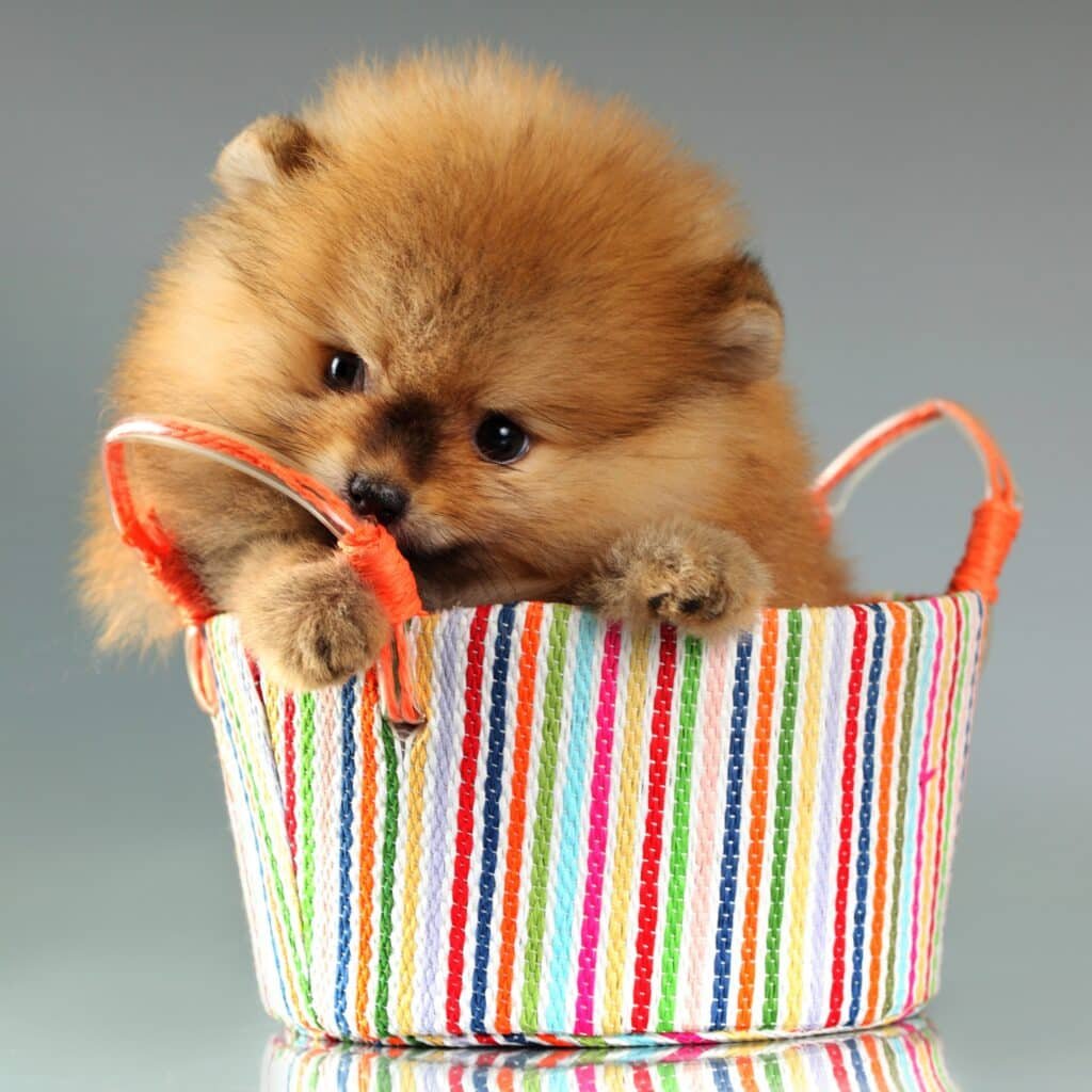 Puppies for Sale Sharjah Dogs for sale Sharjah