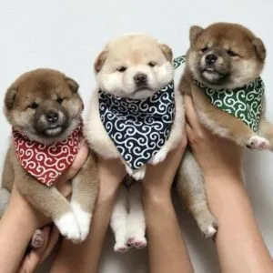 Shiba Inu puppy for sale in UAE – 9-week-old male with red coat, sitting on grass