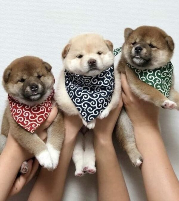 Shiba Inu puppy for sale in UAE – 9-week-old male with red coat, sitting on grass
