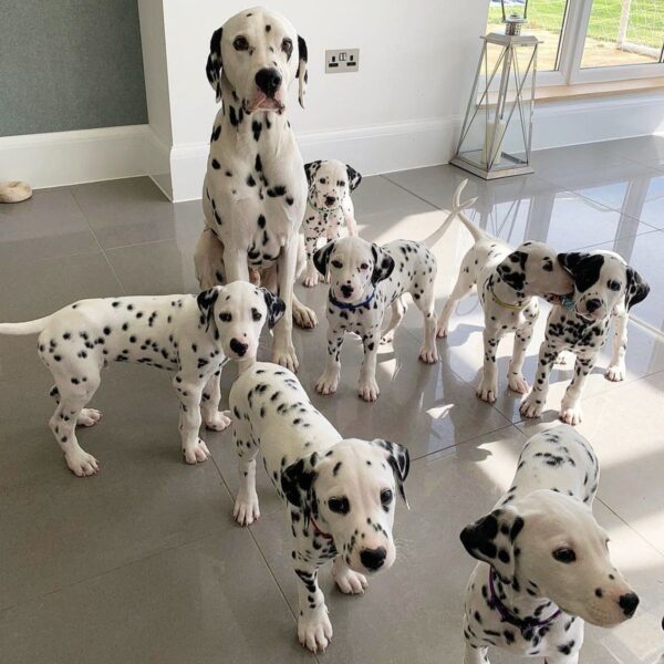 dalmatian puppy dalmatian dog dalmatian puppies