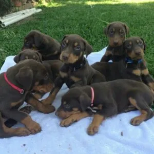 Doberman Puppy, Discover Here about Doberman Price in UAE and Puppy Details for Doberman Dog 