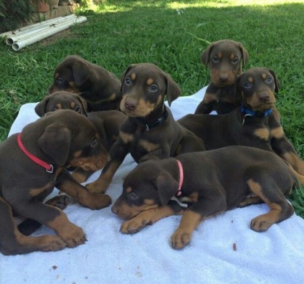 Doberman Puppy, Discover Here about Doberman Price in UAE and Puppy Details for Doberman Dog 