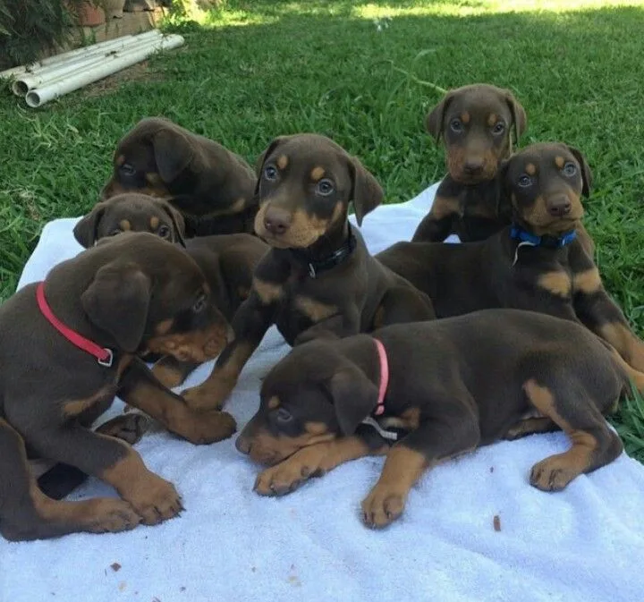 Doberman Puppy, Discover Here about Doberman Price in UAE and Puppy Details for Doberman Dog 