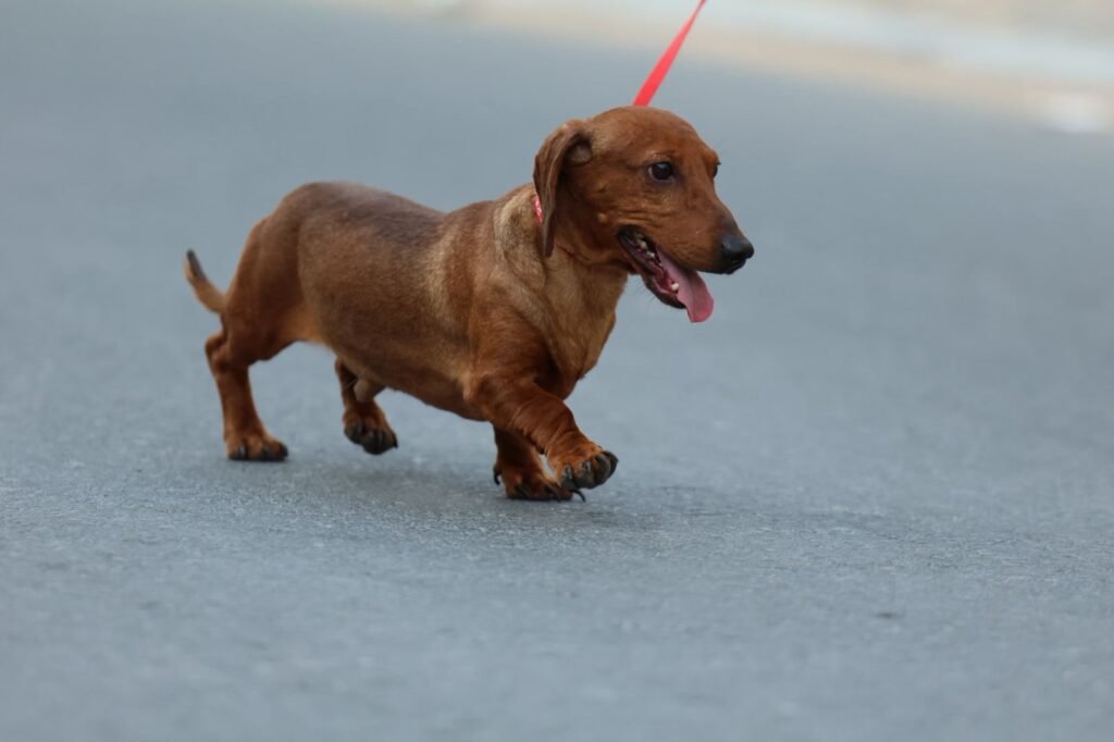 دوبرمان | كلب دوبرمان | دوبرمان للبيع | كلب دوبرمان للبيع في الإمارات 