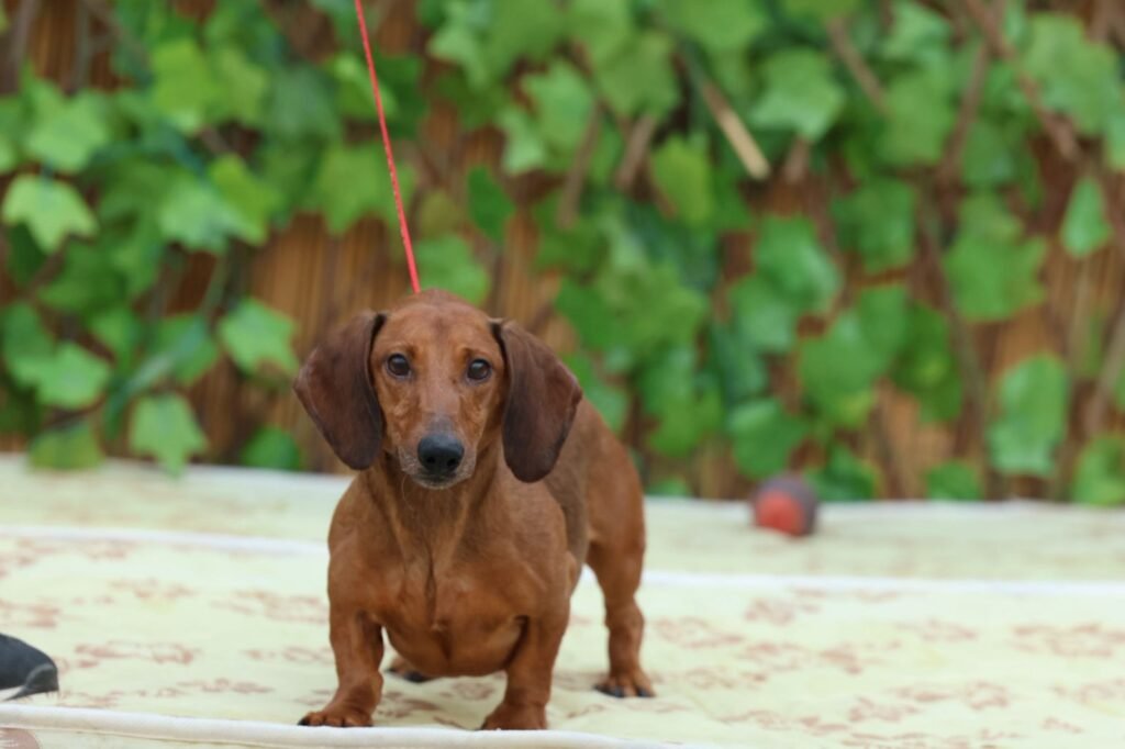 دوبرمان كلب دوبرمان دوبرمان للبيع كلب دوبرمان للبيع