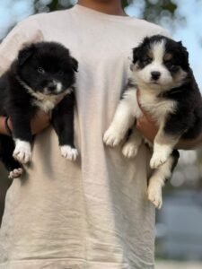 بوردر كولي كلب بوردر كولي بوردر كولي للبيع بافضل سعر في الإمارات