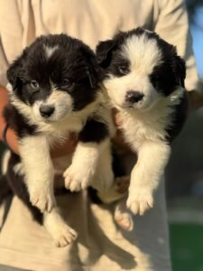 بوردر كولي كلب بوردر كولي بوردر كولي للبيع بافضل سعر في الإمارات