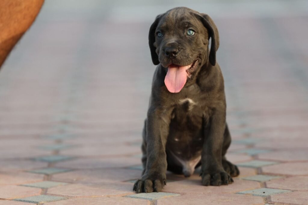 cane corso للبيع كلب كان كورسو کان کورسو