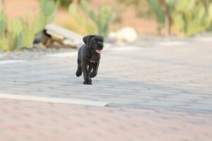 صور كلب بيجل للبيع أسعار كلاب بيجل للبيع في دبي والشارقة أفضل سعر كلب بيجل للبيع (1)