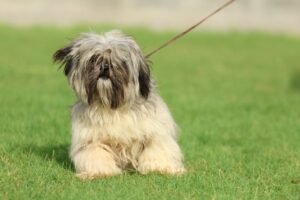 أنواع الكلاب المنزلية واسعارها أنواع الكلاب الصغيرة بالصور واسعارها اشكال انواع الكلاب الصغيرة انواع الكلاب الصغيره 