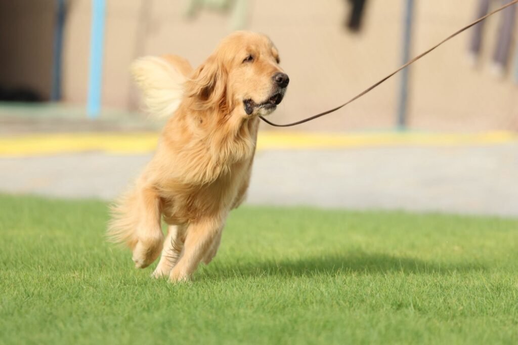 أنواع الكلاب المنزلية واسعارها أنواع الكلاب الصغيرة بالصور واسعارها اشكال انواع الكلاب الصغيرة انواع الكلاب الصغيره