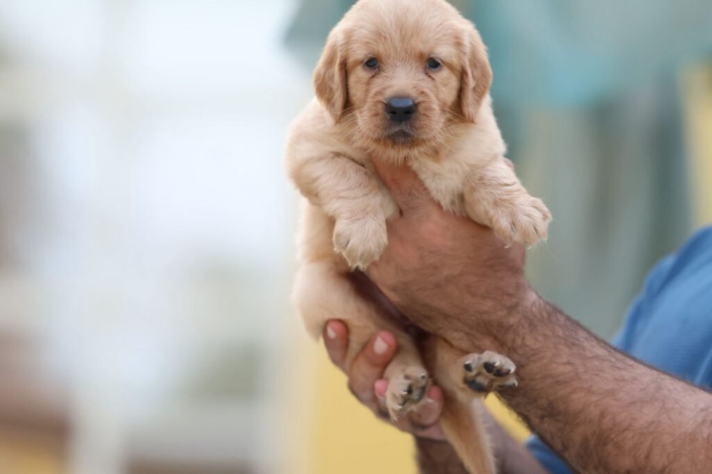 انواع الكلاب في الإمارات وانواع الكلاب واسمائها في دبي والشارفة وانواع الكلاب الصغيرة في عجمان والعين وجميع مدن الامارات