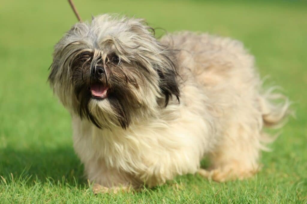 انواع الكلاب انواع الكلاب واسمائها انواع الكلاب الصغيرة