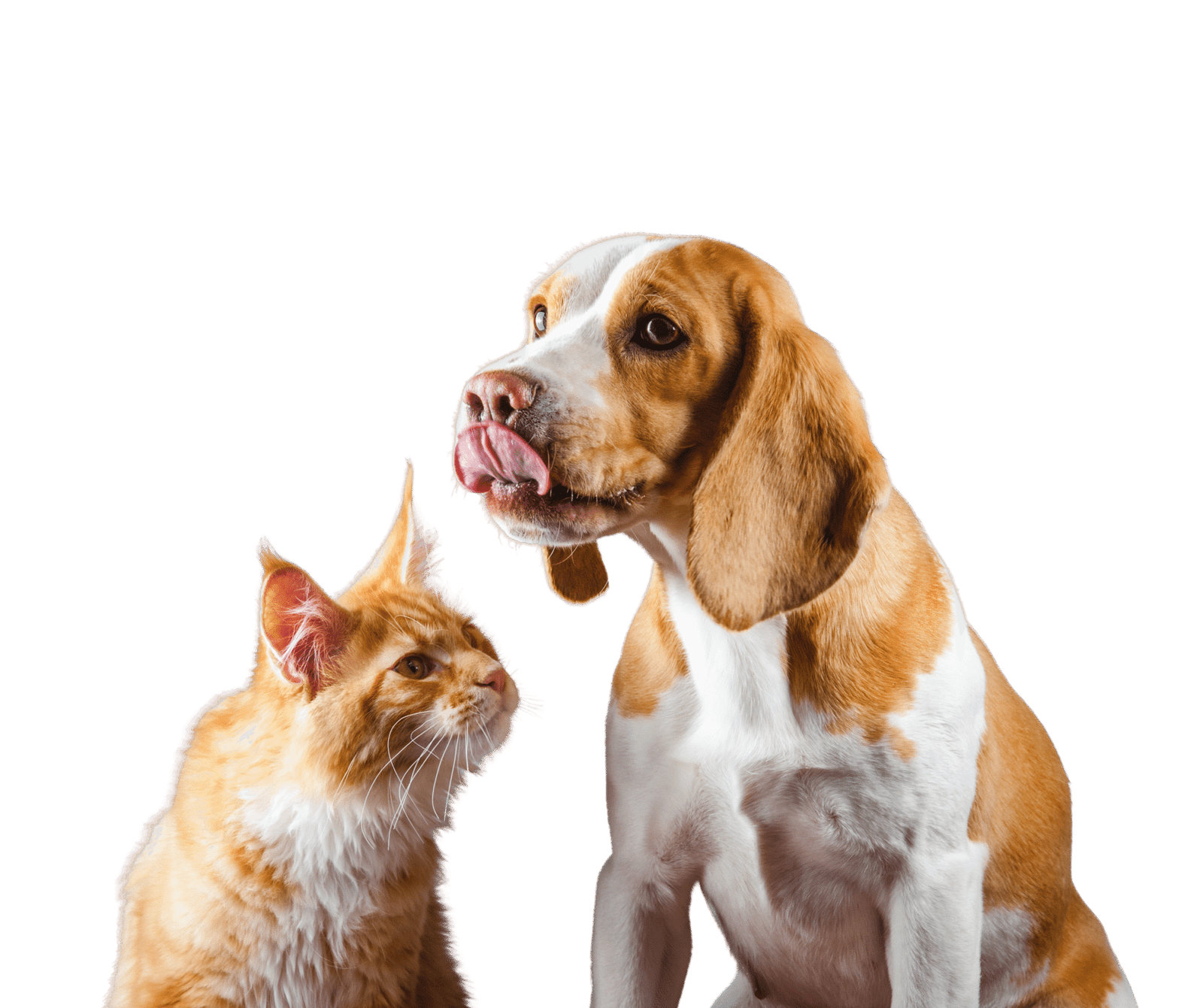 انواع الكلاب واسمائها وخاصة انواع الكلاب الصغيرة (2)