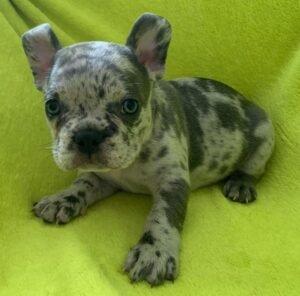 بولدوغ فرنسي كلب بولدوغ فرنسي اشتري الآن كلب بولدوغ فرنسي في الإمارات (2)